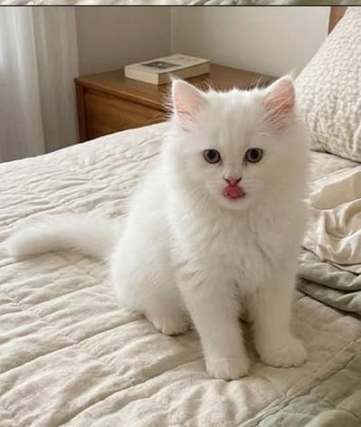 PAIR OF PERSIAN CATS TRIPLE COAT