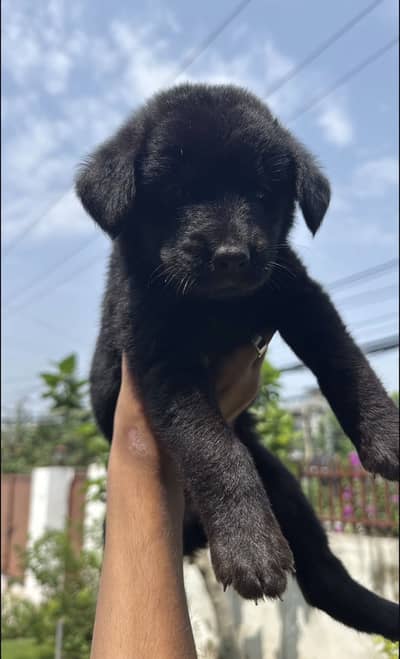 Black german mix 03335505816 whatsapp
