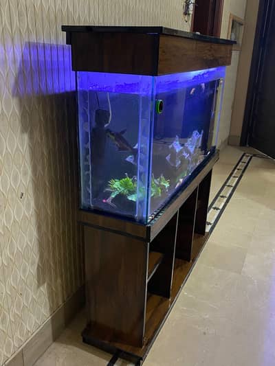 Complete Fish Aquarium Setup (With Filter & Fish)