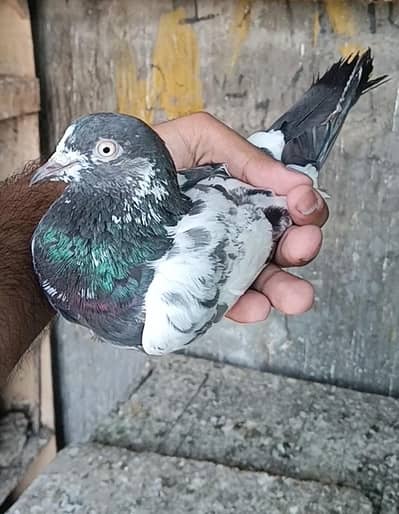 ch sakhi Wala teddy kabootar forsale