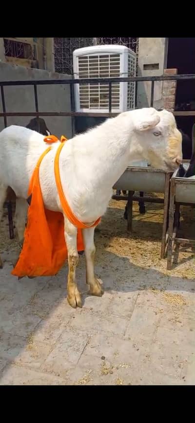 2 Female pure Teddy Goats 1 breeder Male