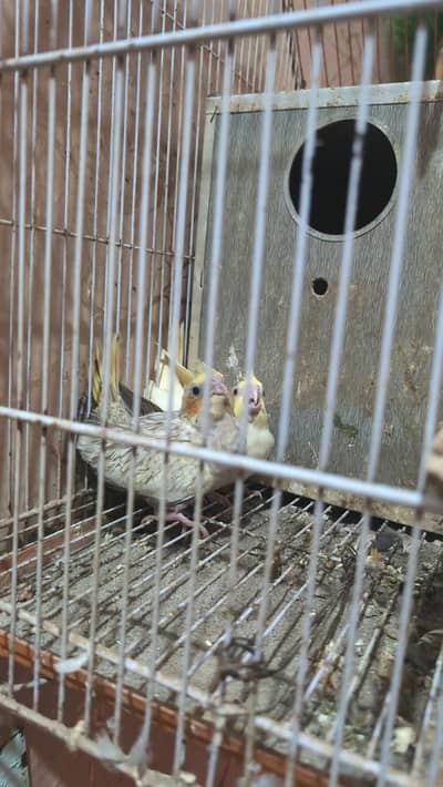 cockatiel