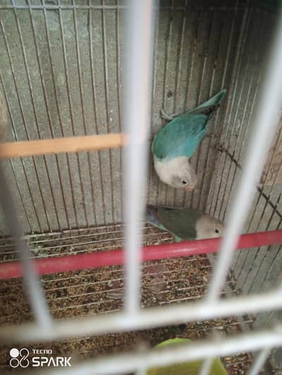 White Headed Blue Fisher Love Birds ( Both Male )