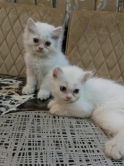 Persian kittens