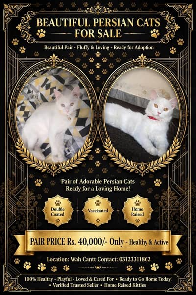 Persian cat pair for sale