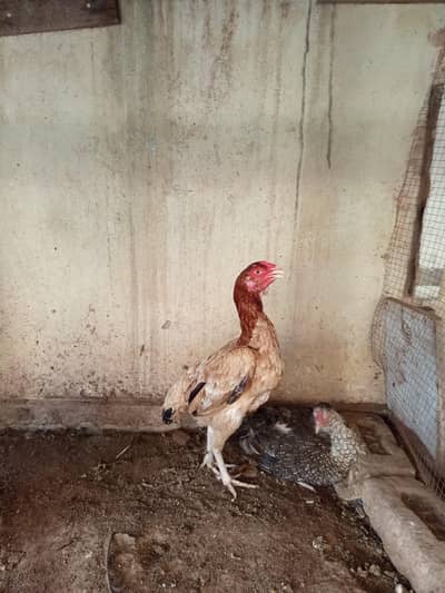 lakhi Aseel Murgi for sale