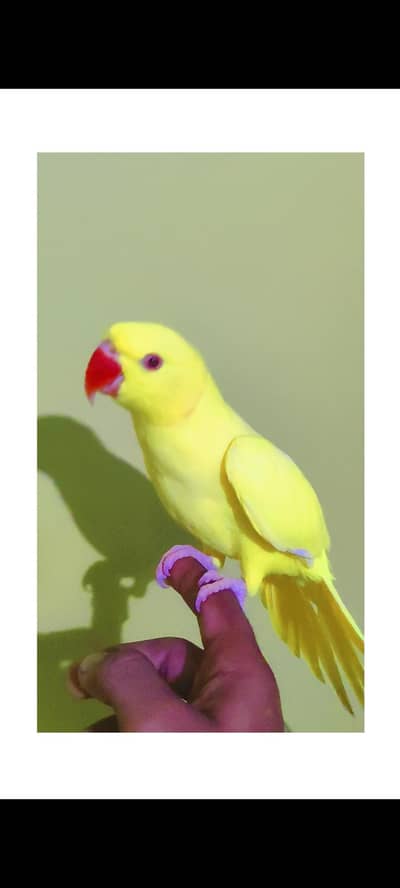 Yellow Ringneck Hand Tamed.