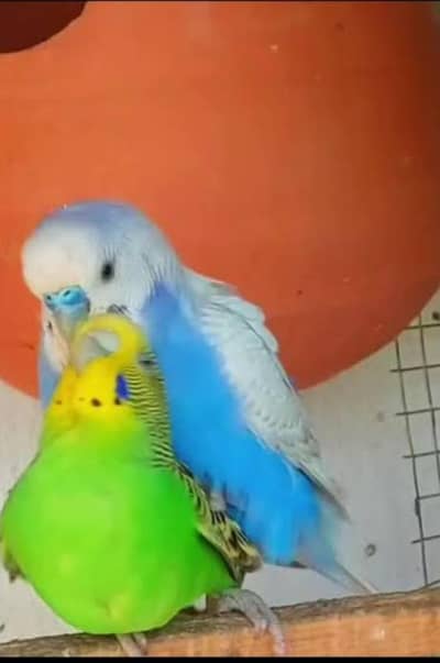Australian parrot breeder pair full jambo size
