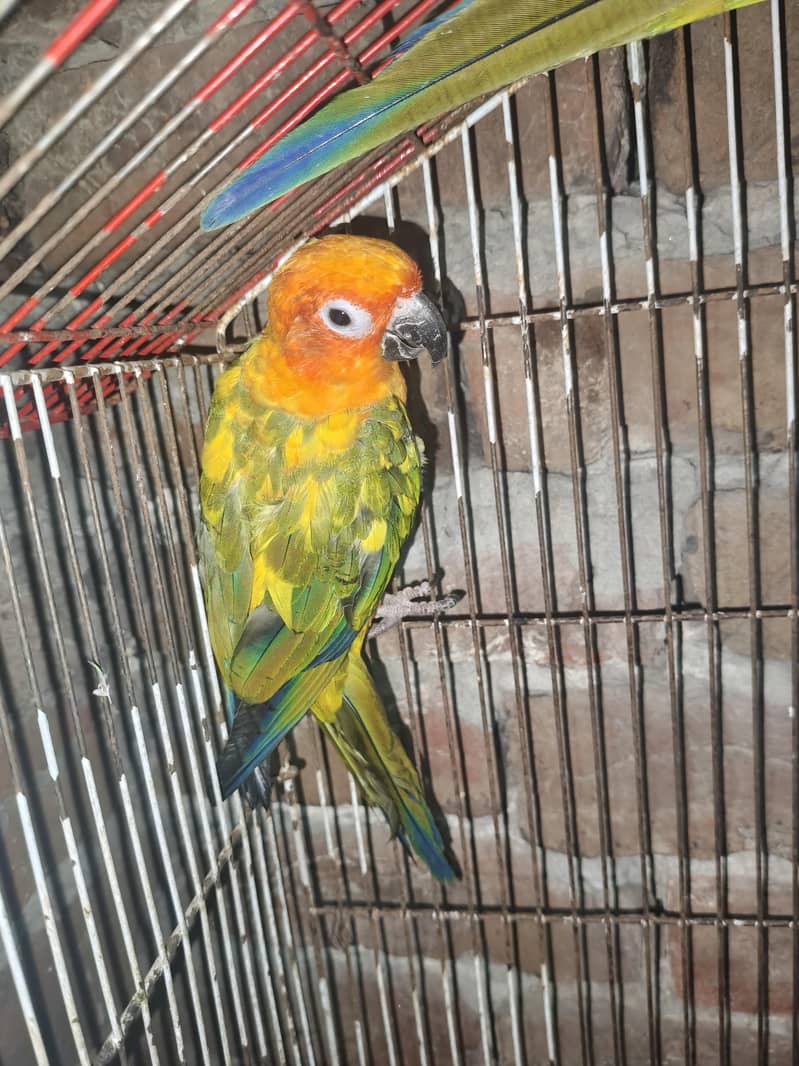 sun conour Pair 0
