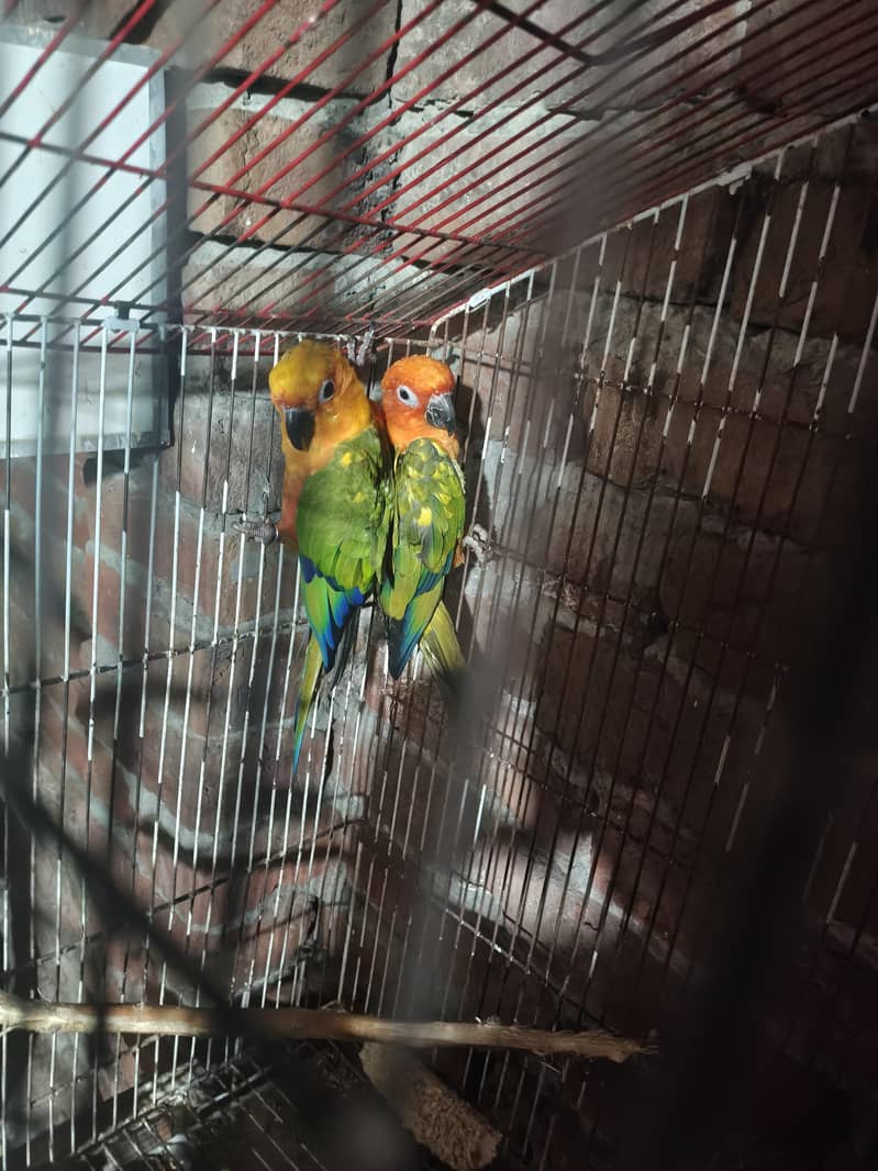 sun conour Pair 1