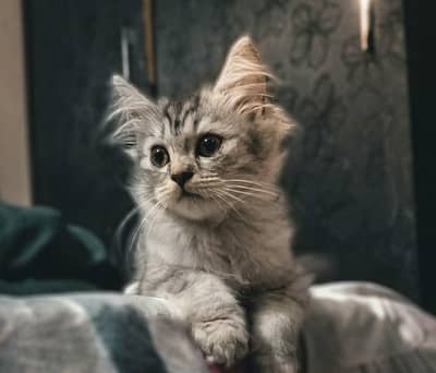 Persian kittens & one pair of Adult for sale