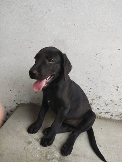 Rare chocolate Labrador female