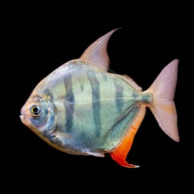 BEAUTIFUL ALL TYPE OF FISHES FOR SALE