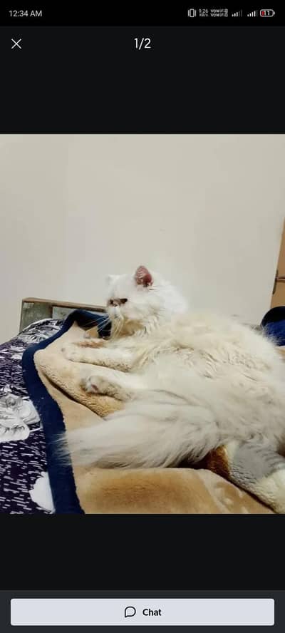 male cat for stud