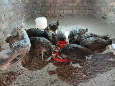 peacocks chicks for sale age 3month
