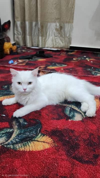 Persian Double Coat Cat For Sale