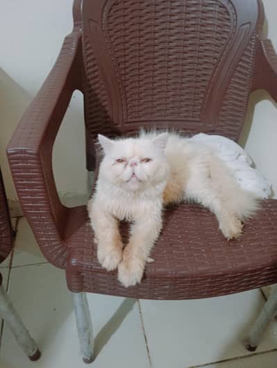 male cat for stud