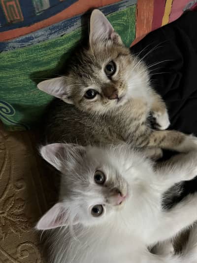 Persian Male and Female Pair