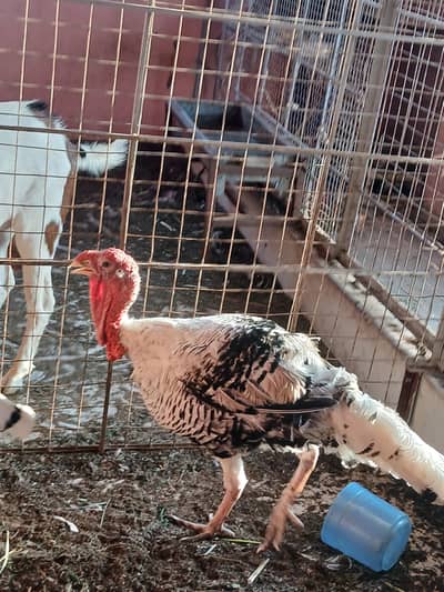 Turkey pair
