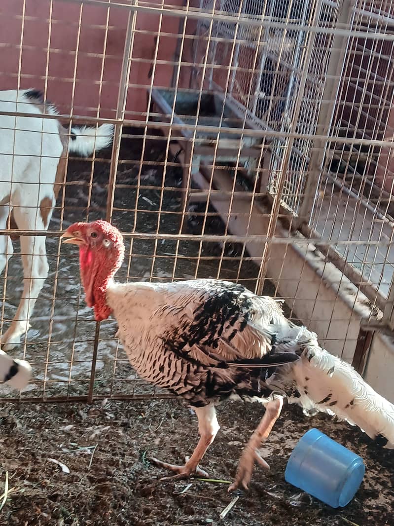 Turkey pair 0