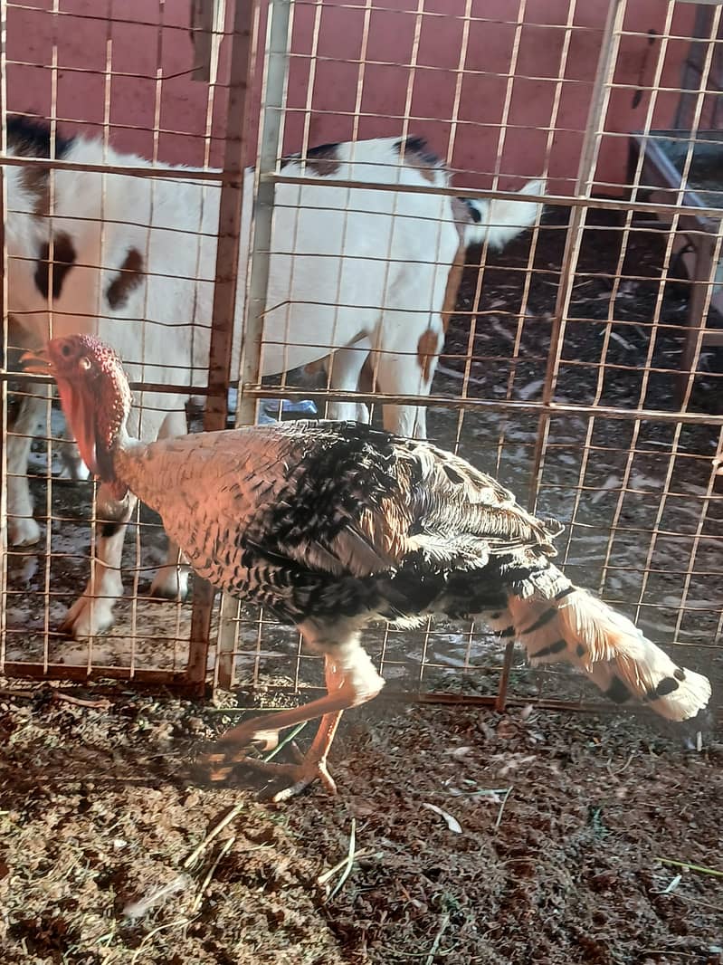 Turkey pair 1