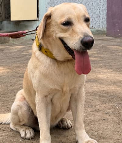 Labrador