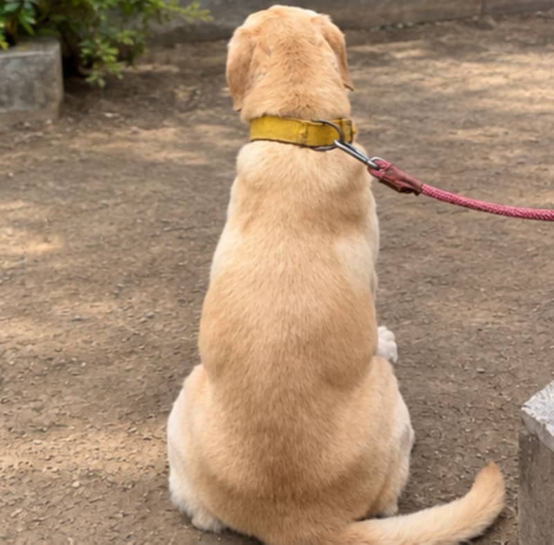 Labrador 1