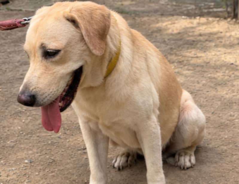 Labrador 2