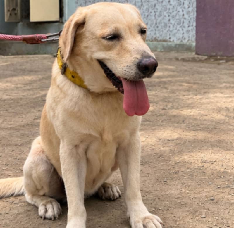 Labrador 3