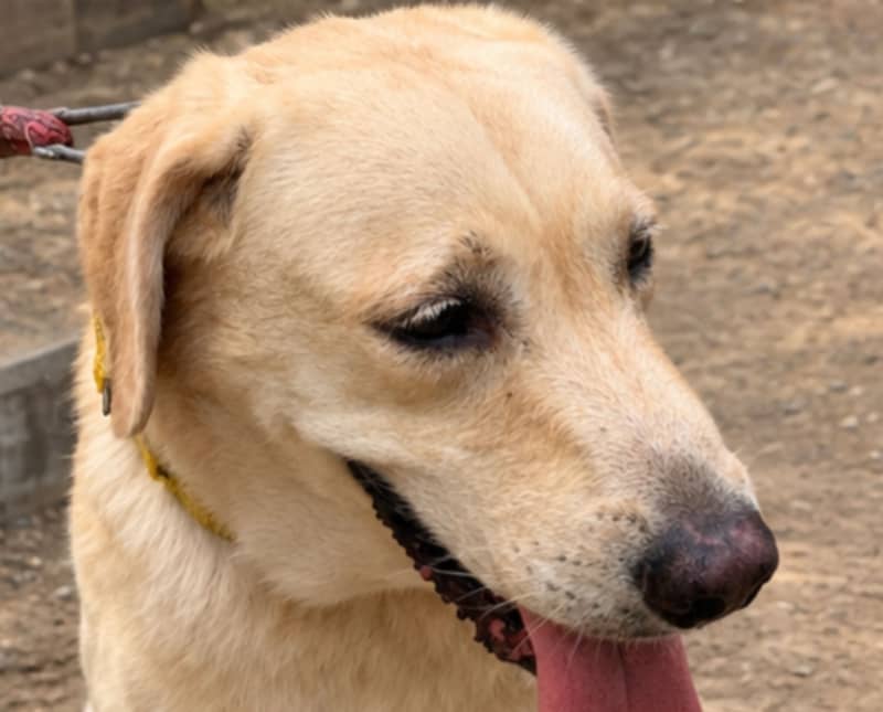 Labrador 4