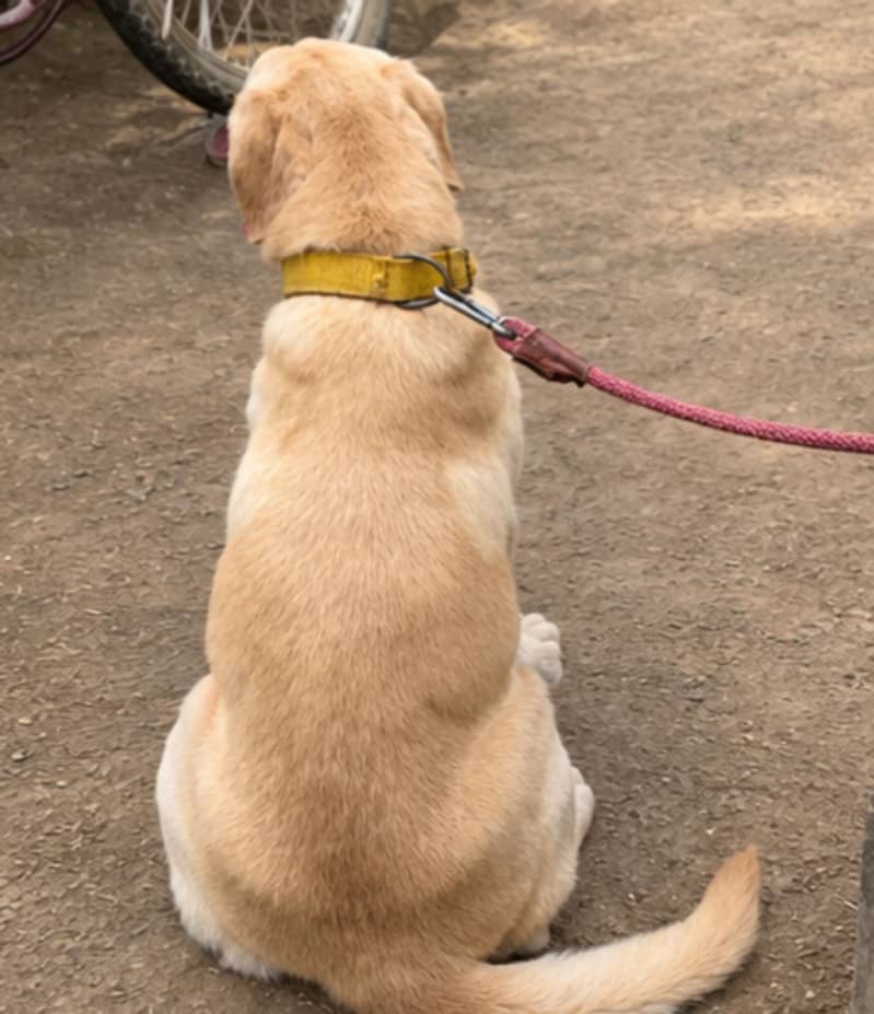Labrador 5
