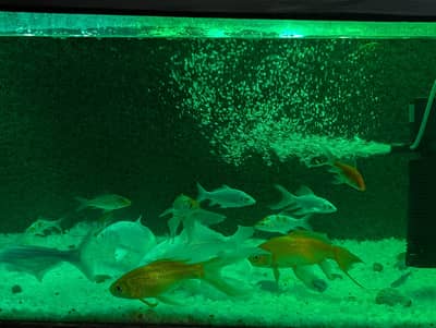 27 Fishes