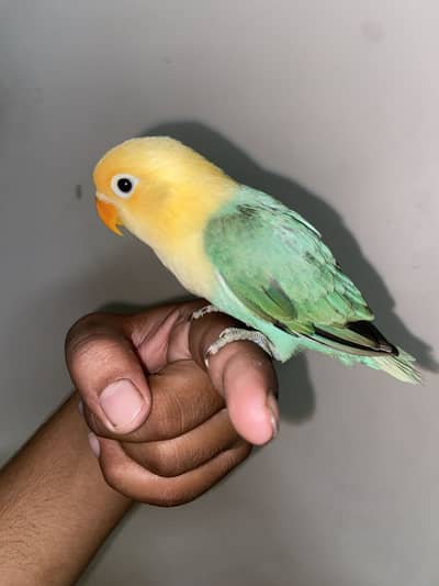 Hand tamed. Mango head opline.  Mashallah
