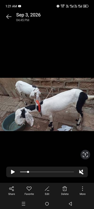 2 female Panjab nasal