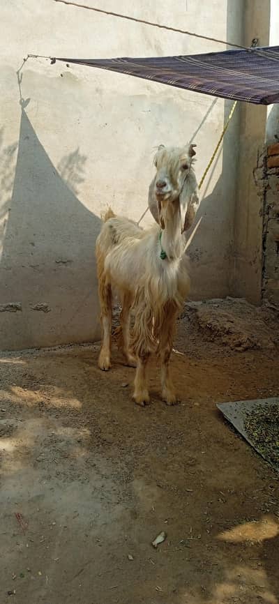 Goats For sale