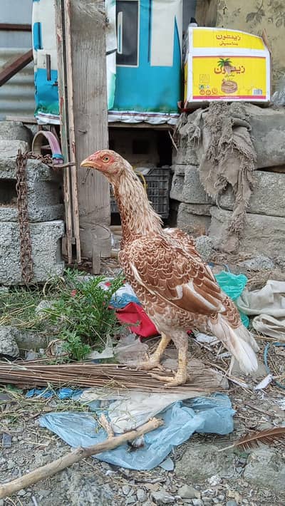 2 FEMALES AVAILABLE HIGH QUALITY
