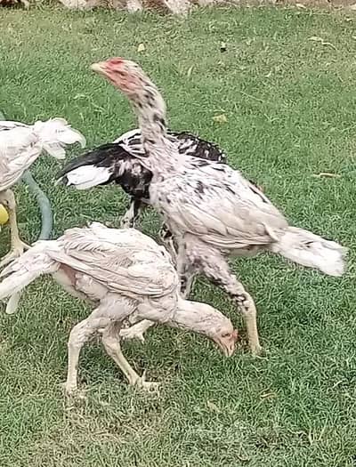 Aseel for sale 5male ek female