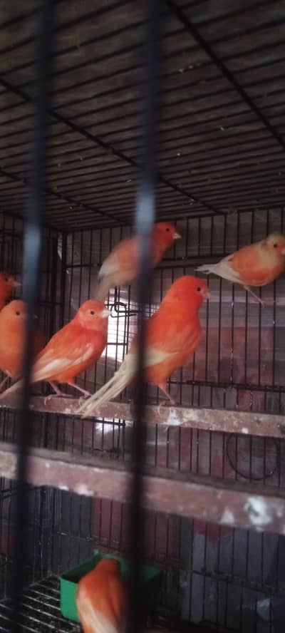 beautiful singing canary