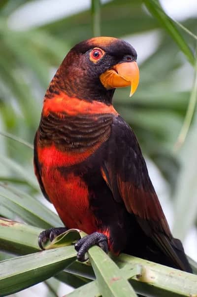 Dusky lory chicks