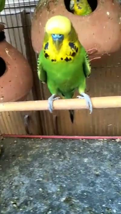 King Size Budgie male