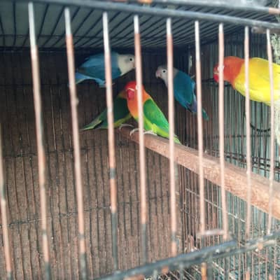 lovebirds for sale