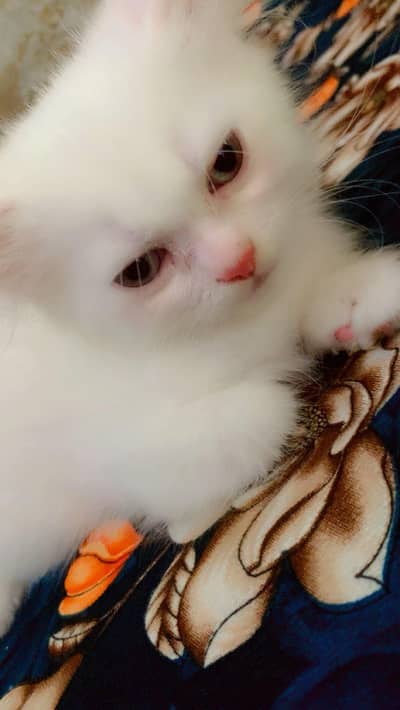Persian cat