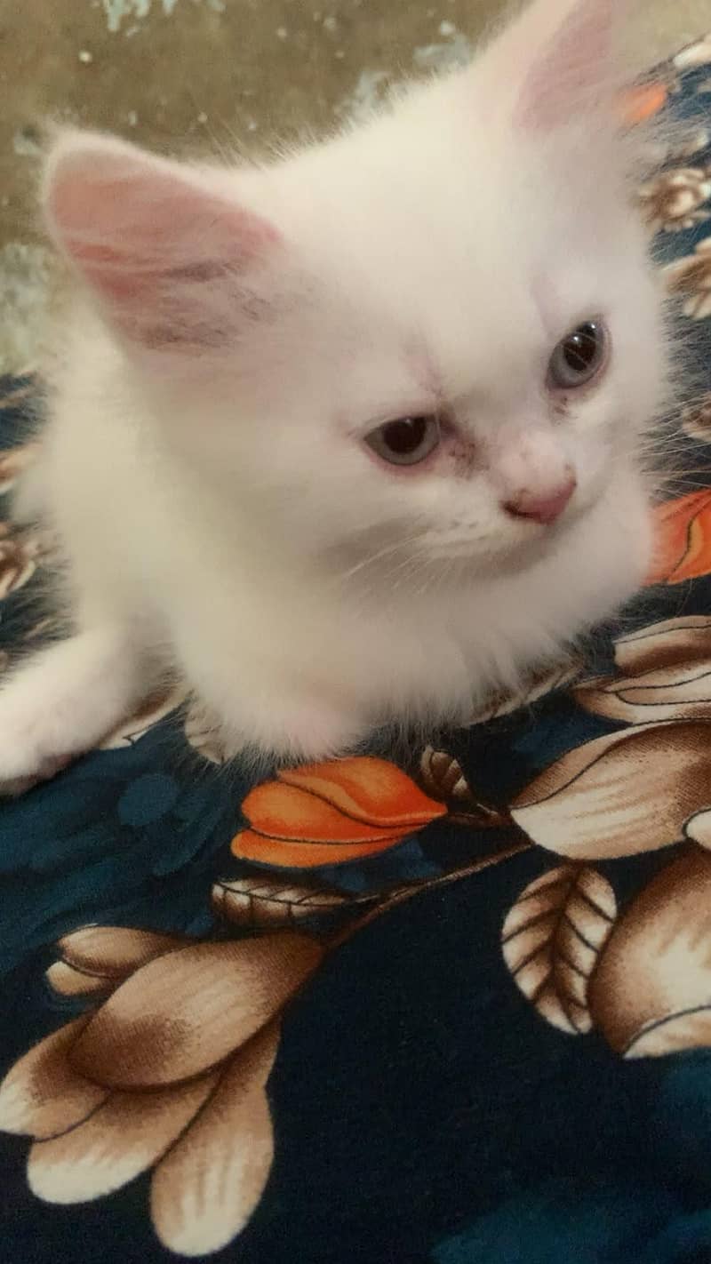 Persian cat 1