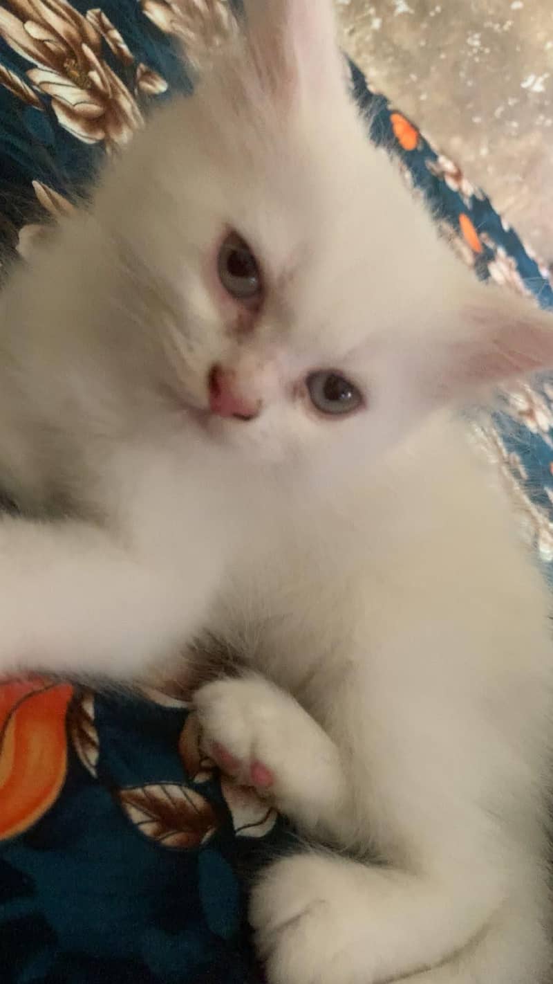Persian cat 4