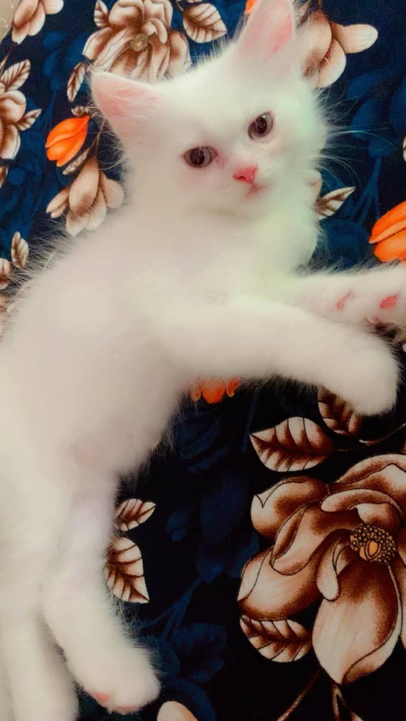 Persian cat 5