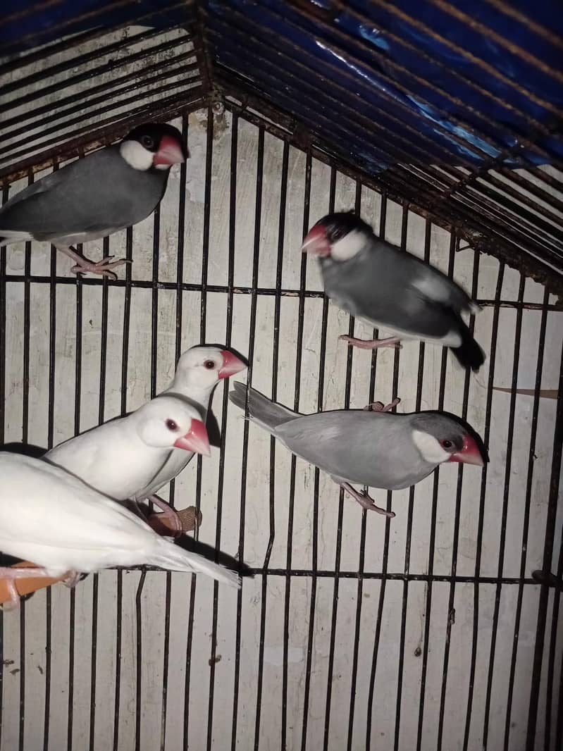 java birds 0