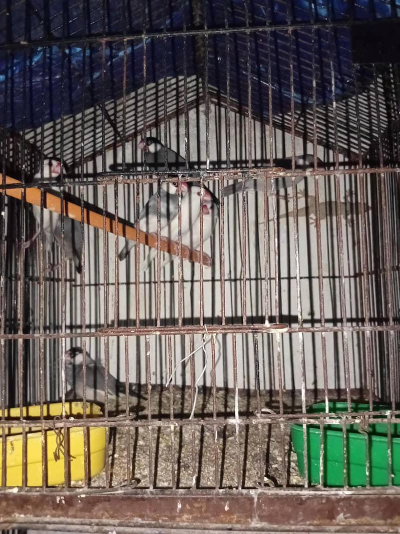 java birds 1