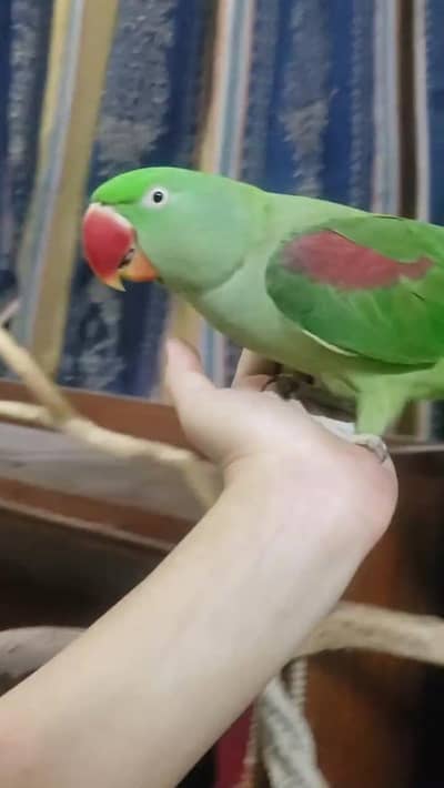 breeder female hand tame parrot available
