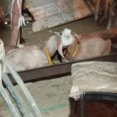 bakra