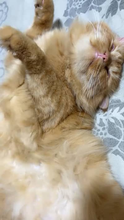 Persian cat triple coated